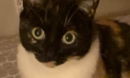 Bardzo mądre „Głupie pytanie rekrutacyjne” nr 2