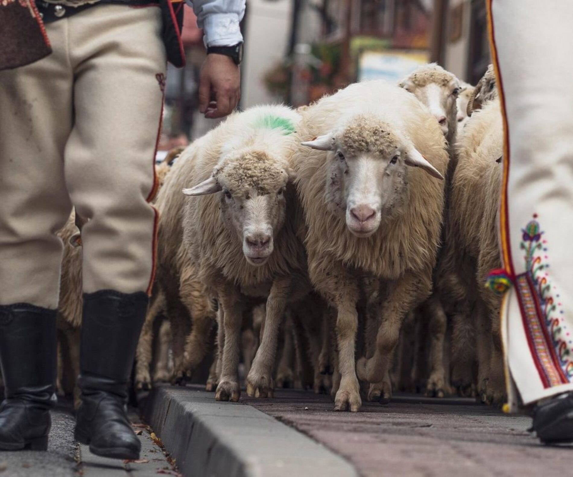 Bo w metafory to trzeba umieć, cz. 1. i 2.