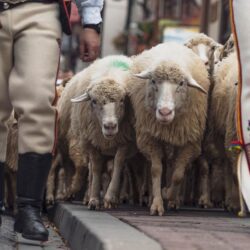 Bo w metafory to trzeba umieć, cz. 1. i 2.